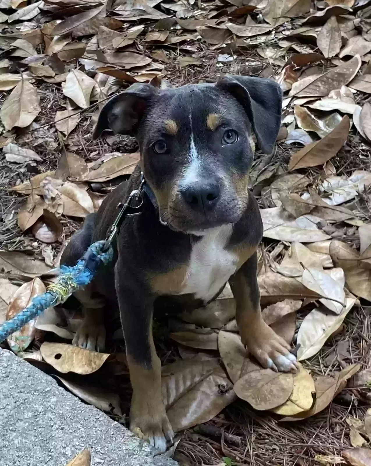 Found dog in Decatur, GA, 30034