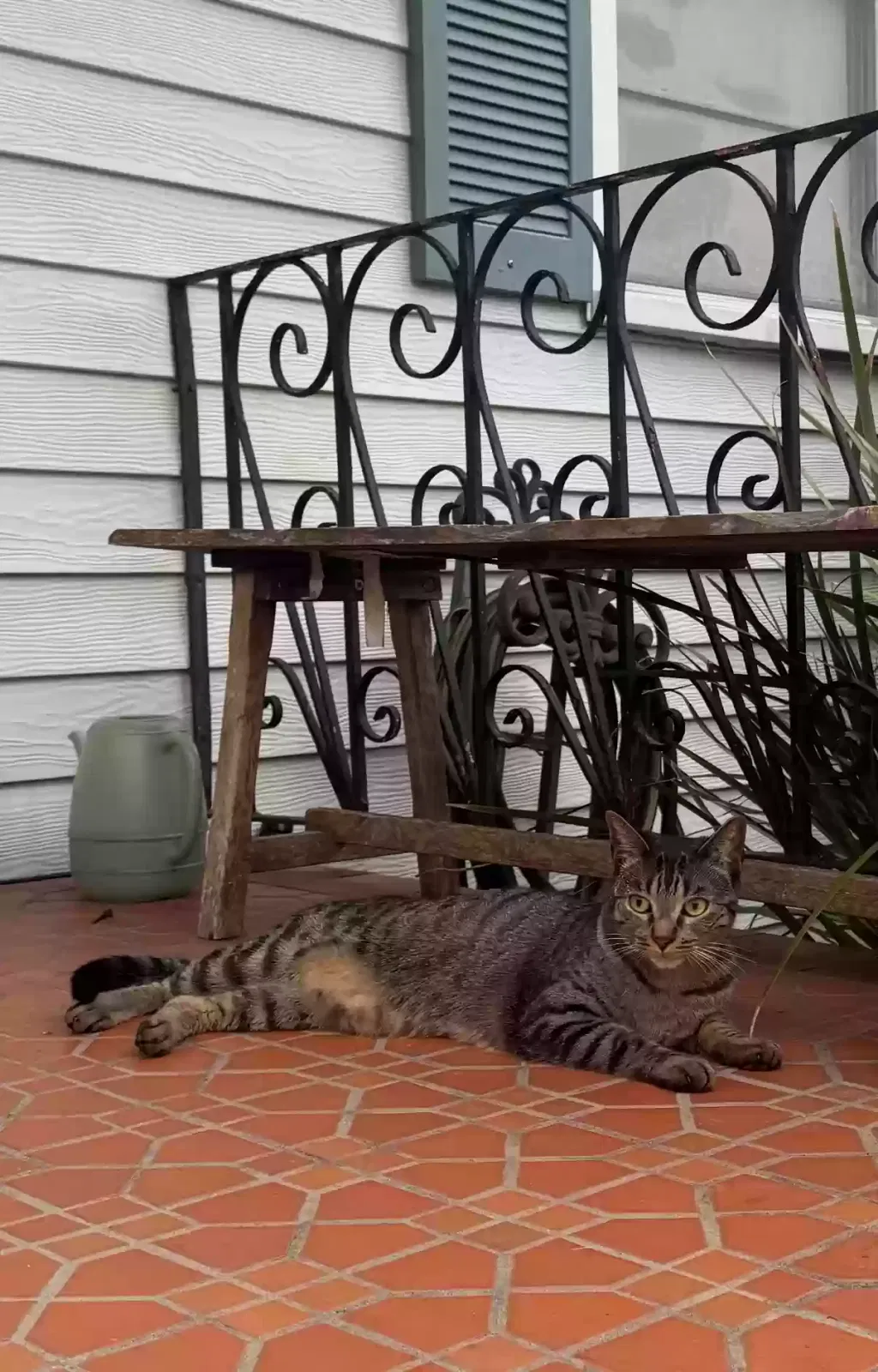 Lost cat in Metairie, LA, 70001