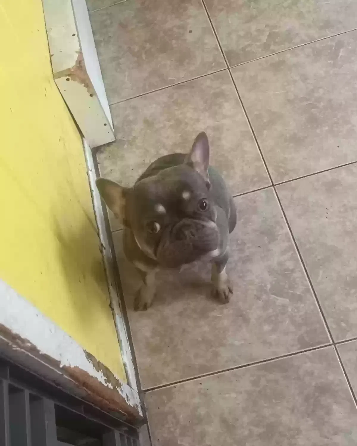 Lost dog in Bell Gardens, CA, 90201