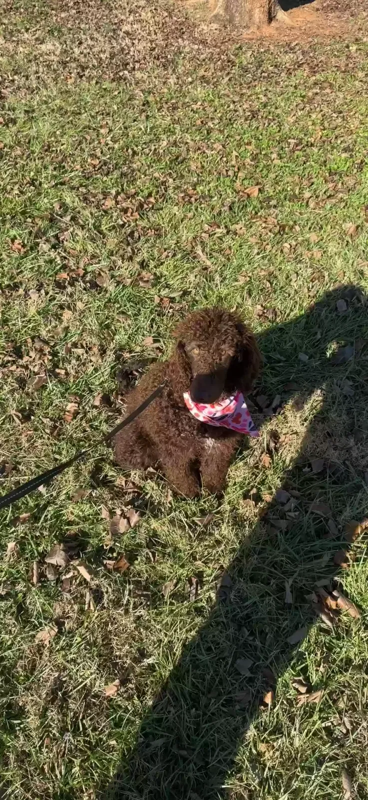Lost dog in Gastonia, NC, 28054