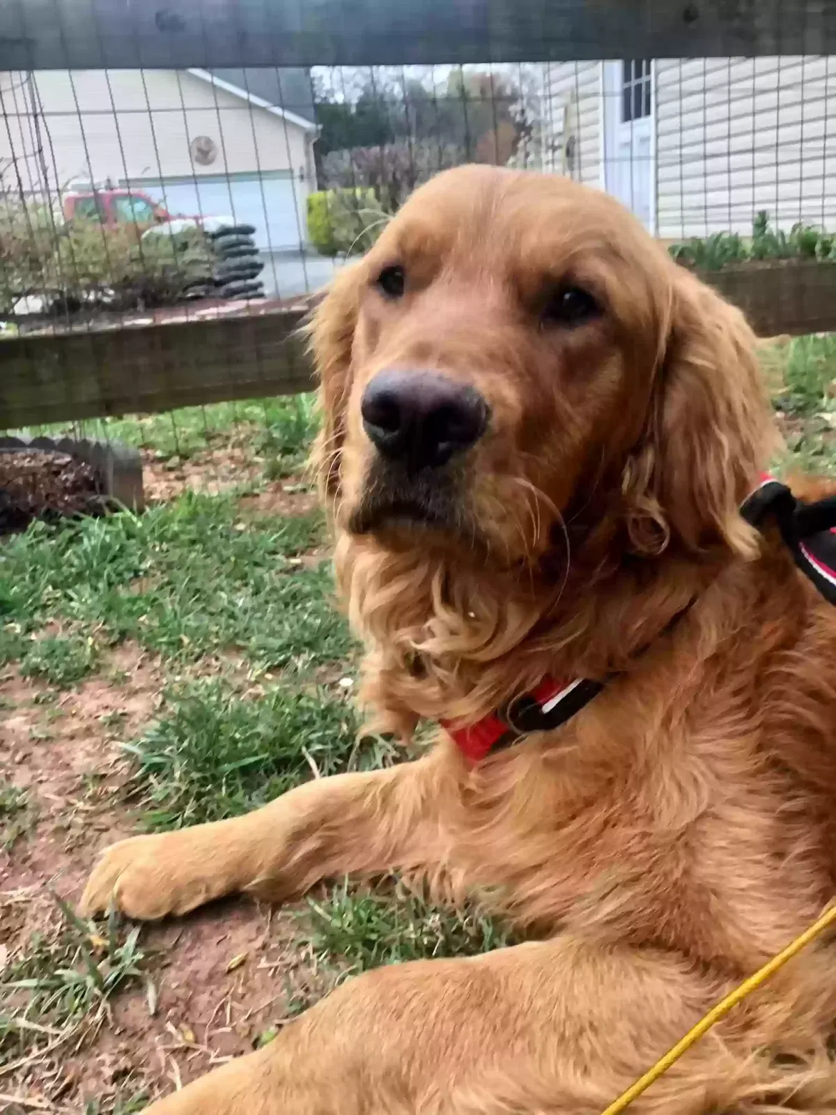 Lost dog in Bealeton, VA, 22712