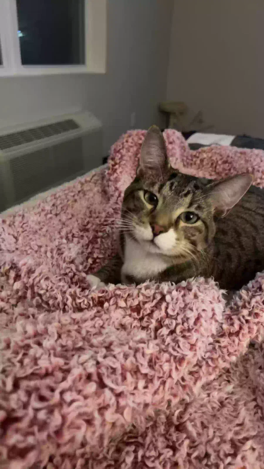 Lost cat in Columbia, TN, 38401