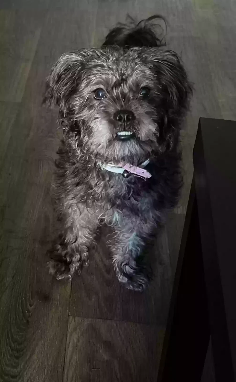 Lost dog in Houston, TX, 77090