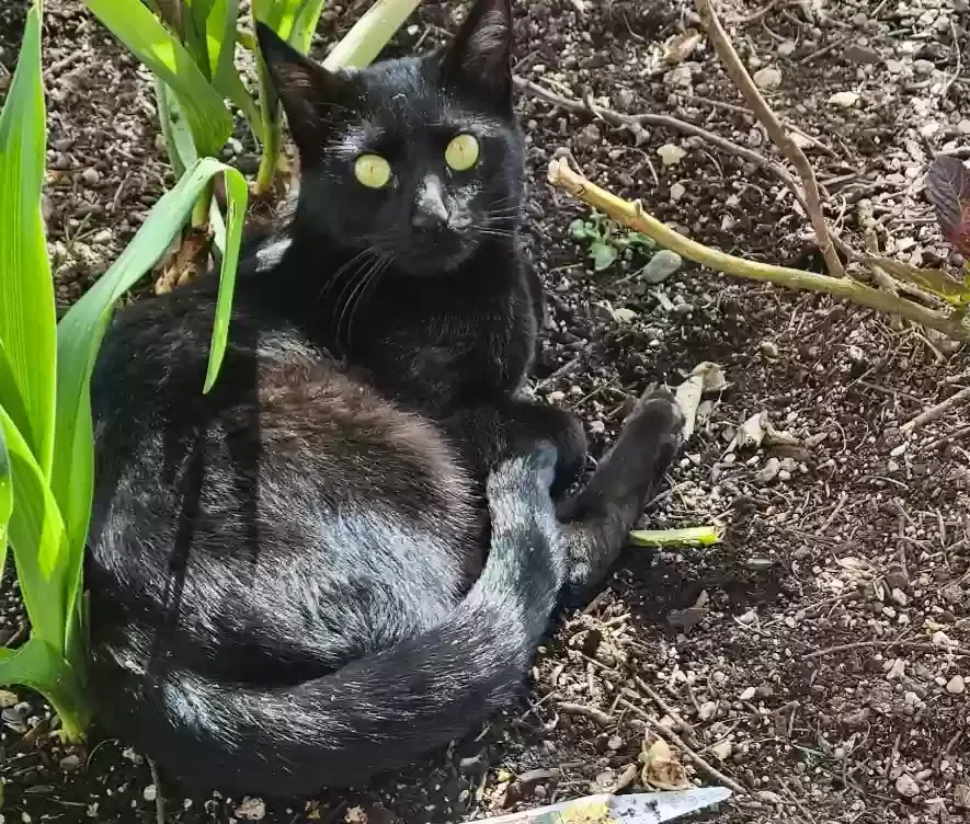 Lost cat in Snohomish, WA, 98290