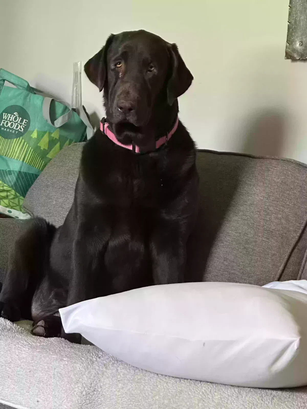 Lost dog in Eden, NC, 27288