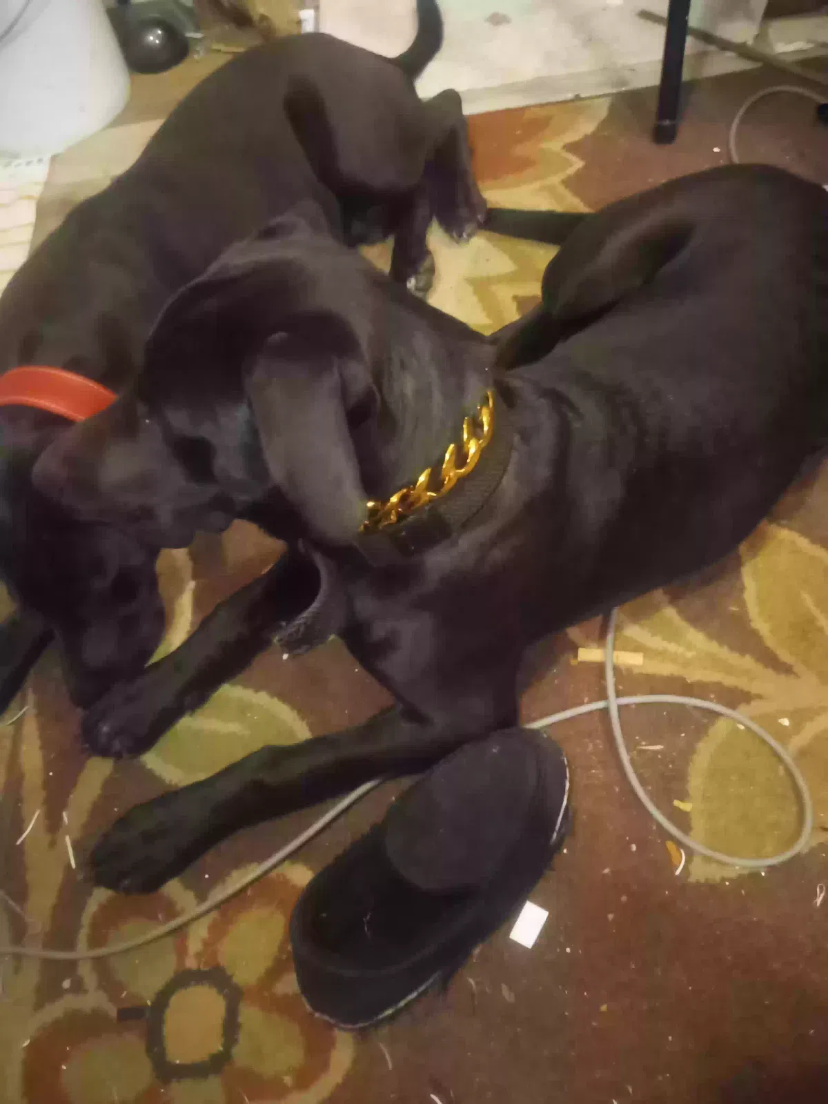 Lost dog in Colfax, WA, 99111