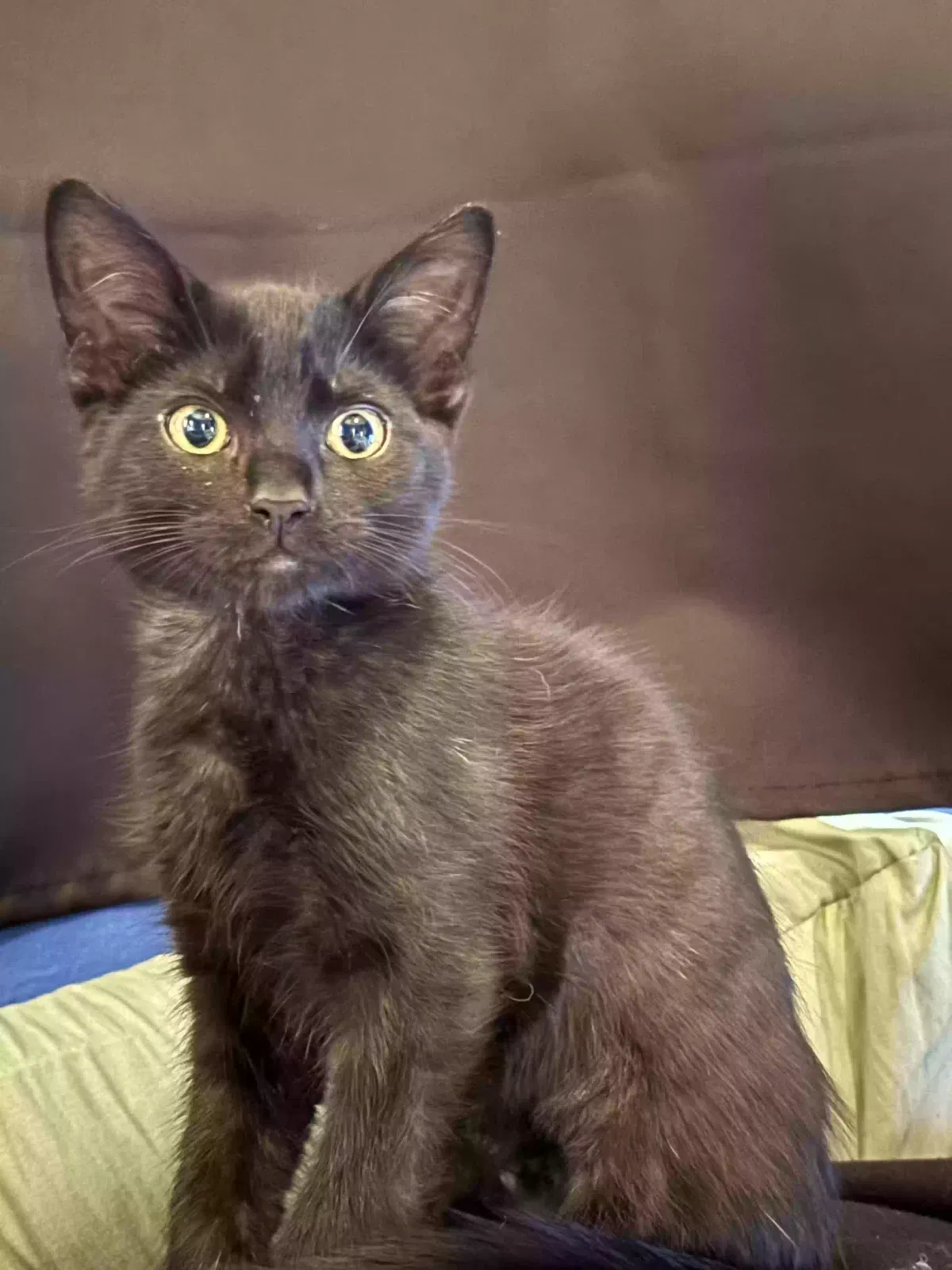 Lost cat in Fort Lauderdale, FL, 33322