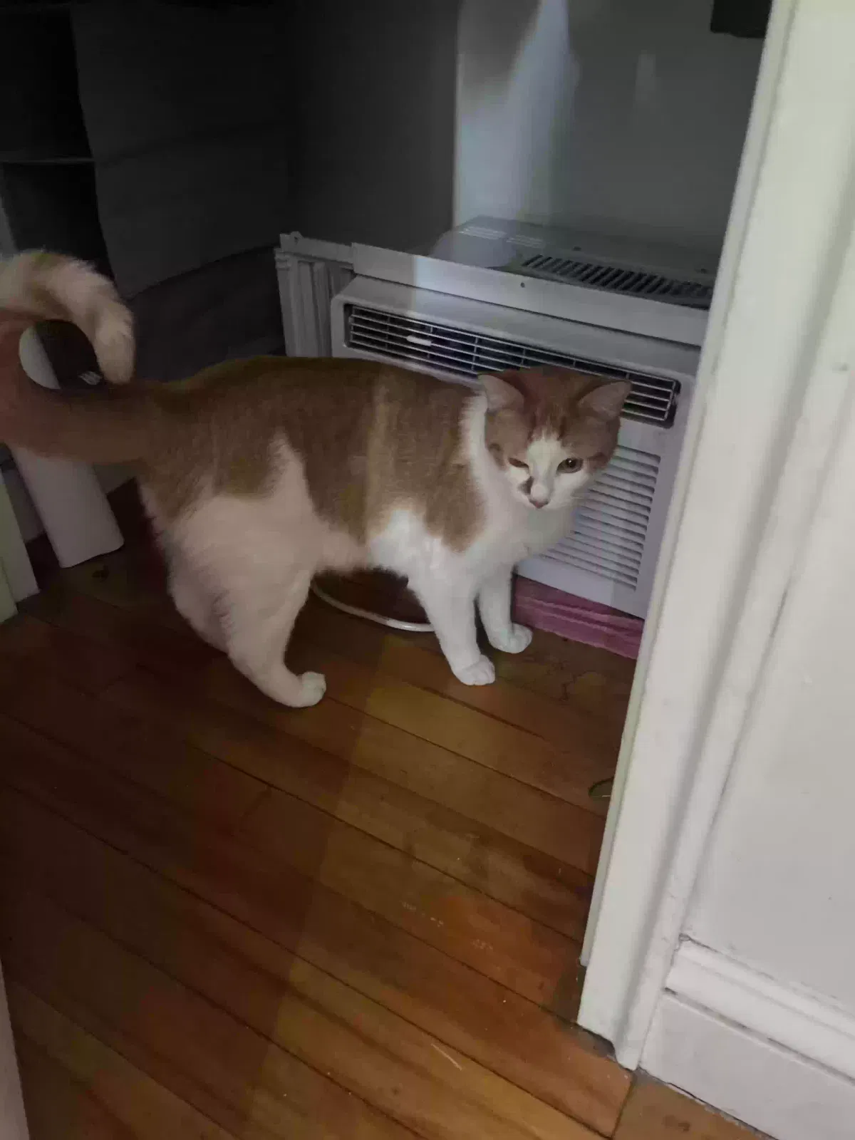 Lost cat in Amesbury, MA, 1913