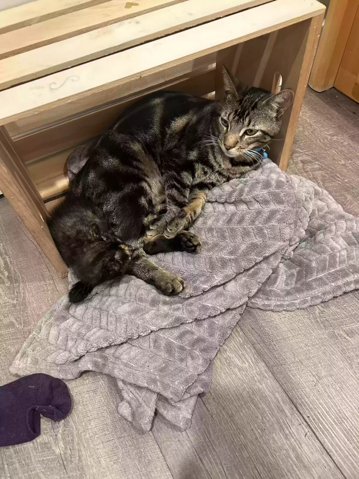 Lost cat in Corona, CA, 92879