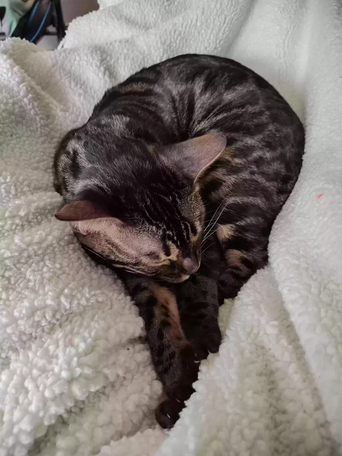 Lost cat in Tacoma, WA, 98407
