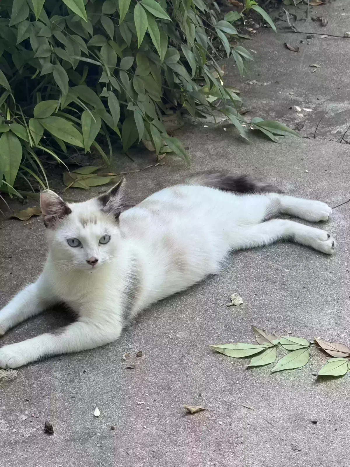 Lost cat in Cedar Hill, TX, 75104