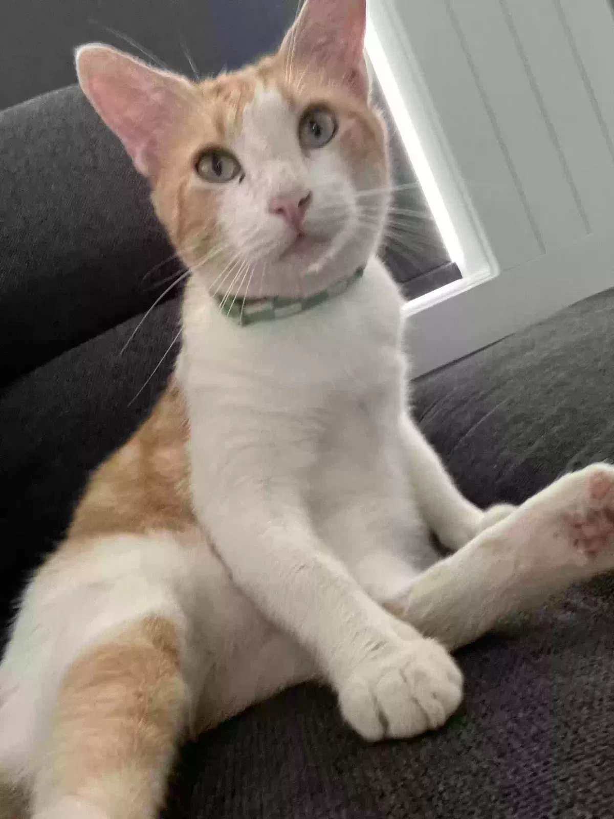 Lost cat in Waller, TX, 77484