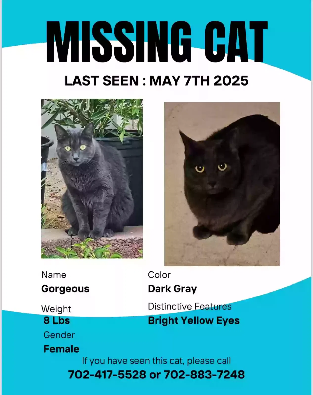 Lost cat in Henderson, NV, 89011