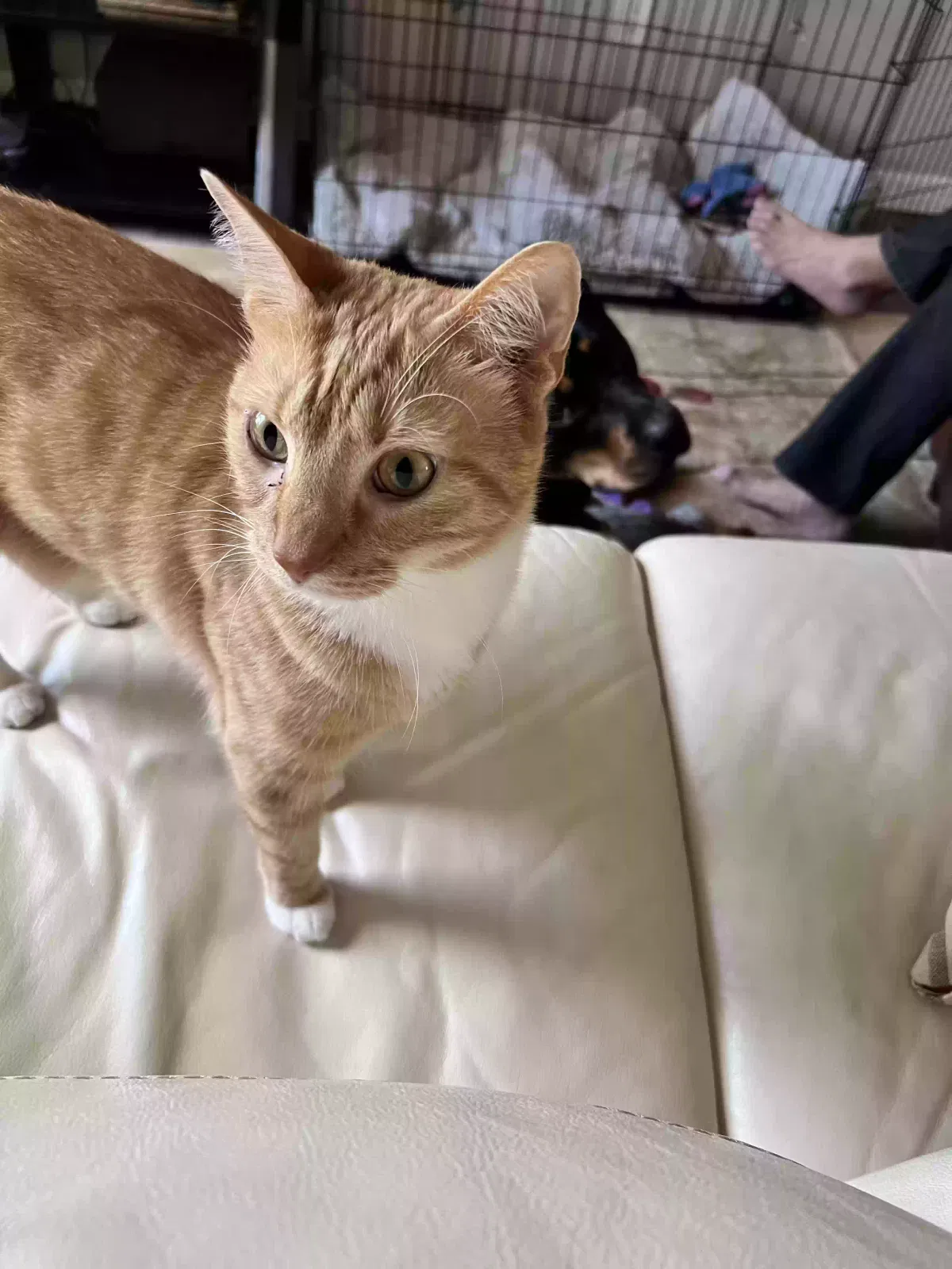 Lost cat in Largo, FL, 33774