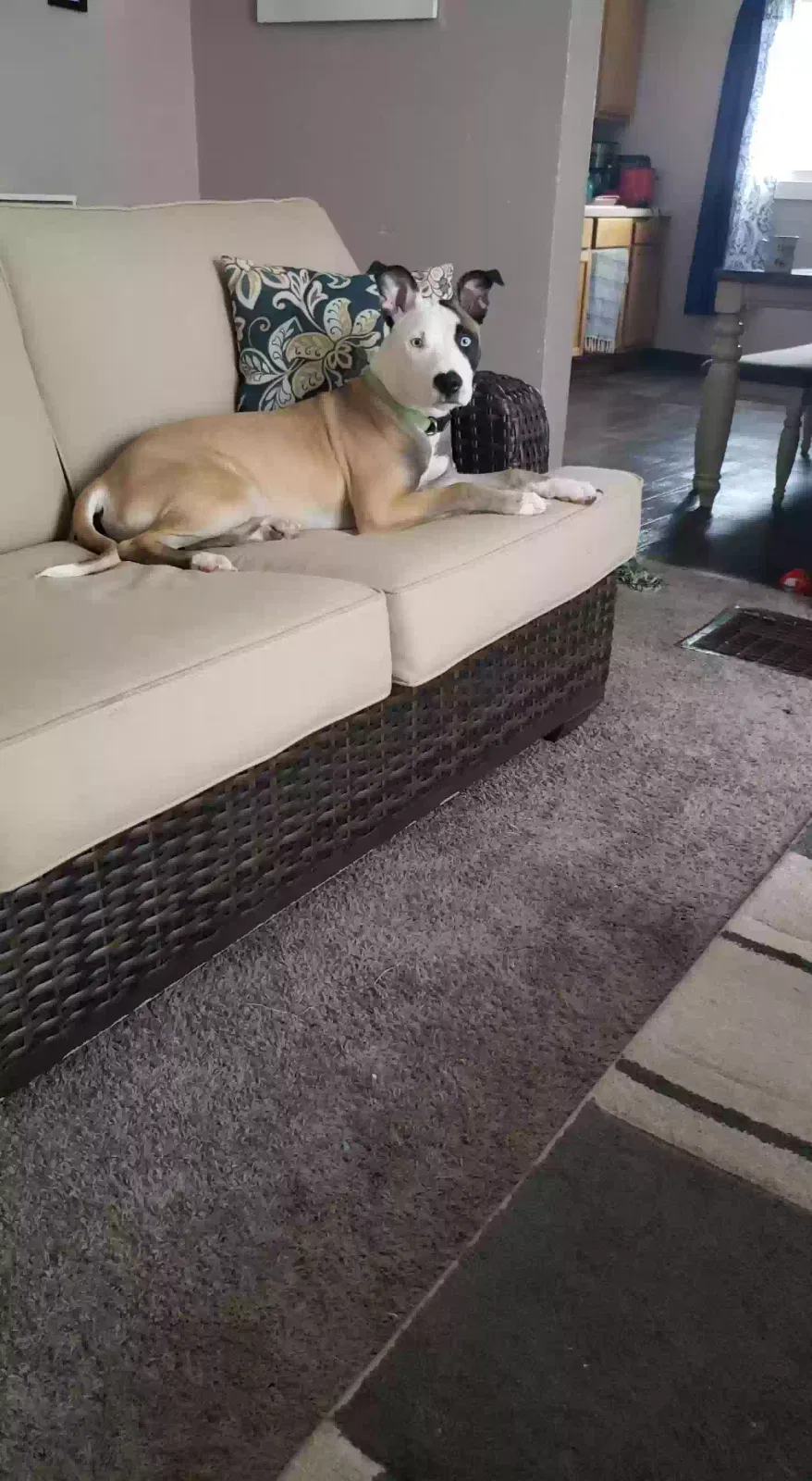 Lost dog in Moline, IL, 61265