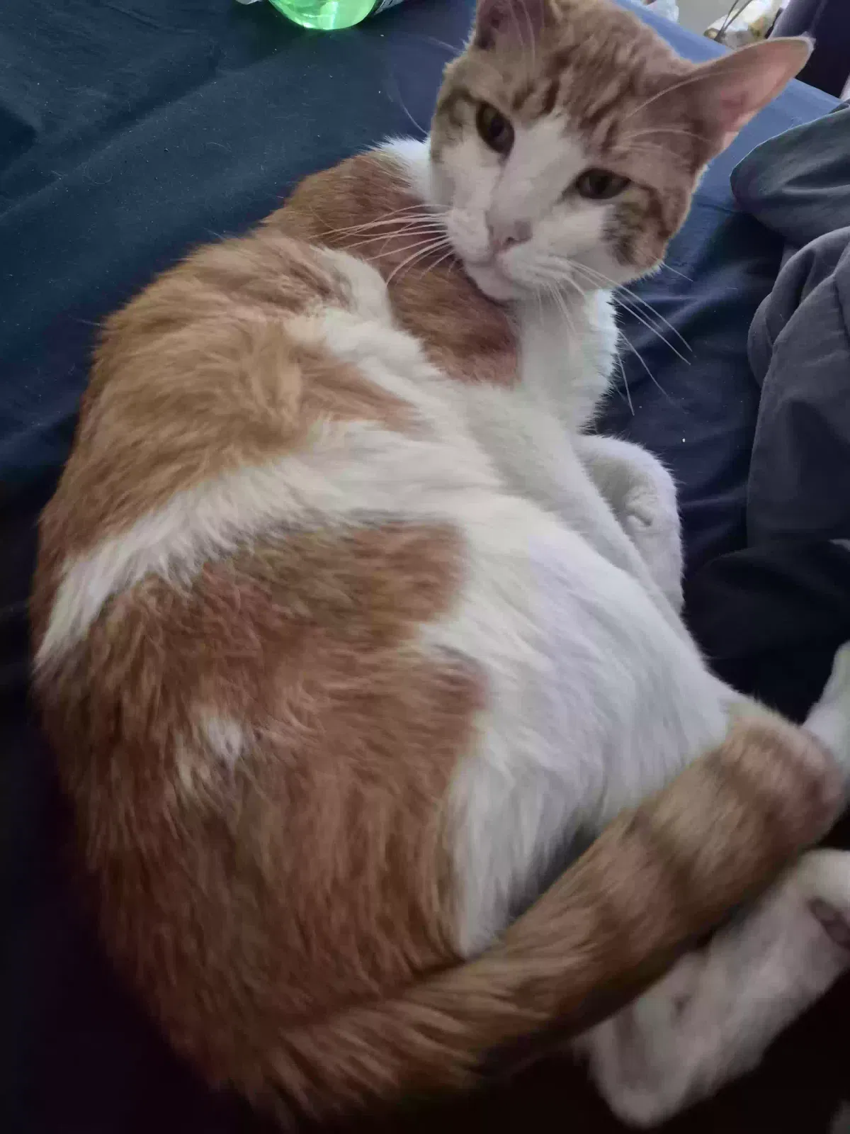 Lost cat in Salem, OR, 97305