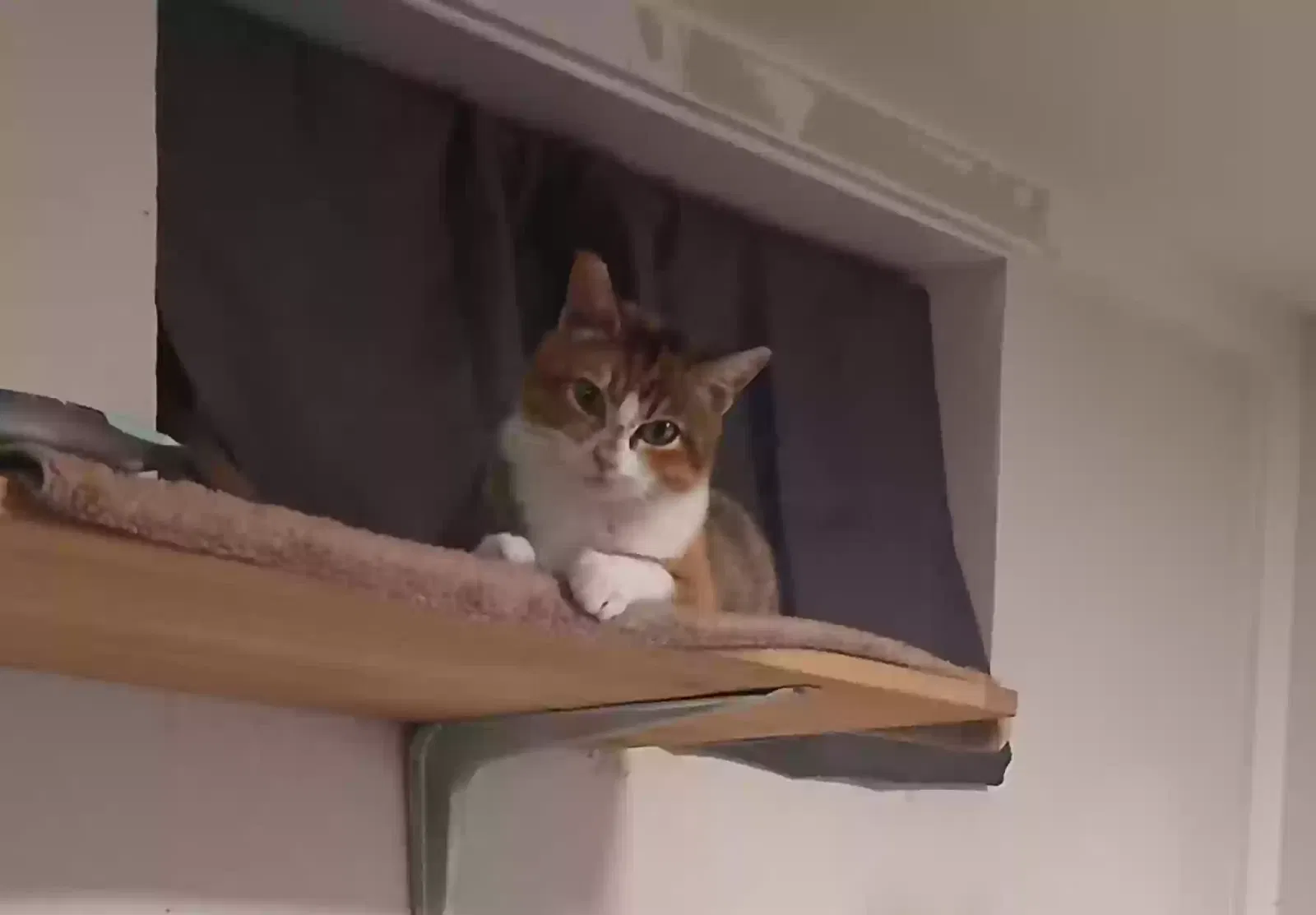 Lost cat in Portland, OR, 97222