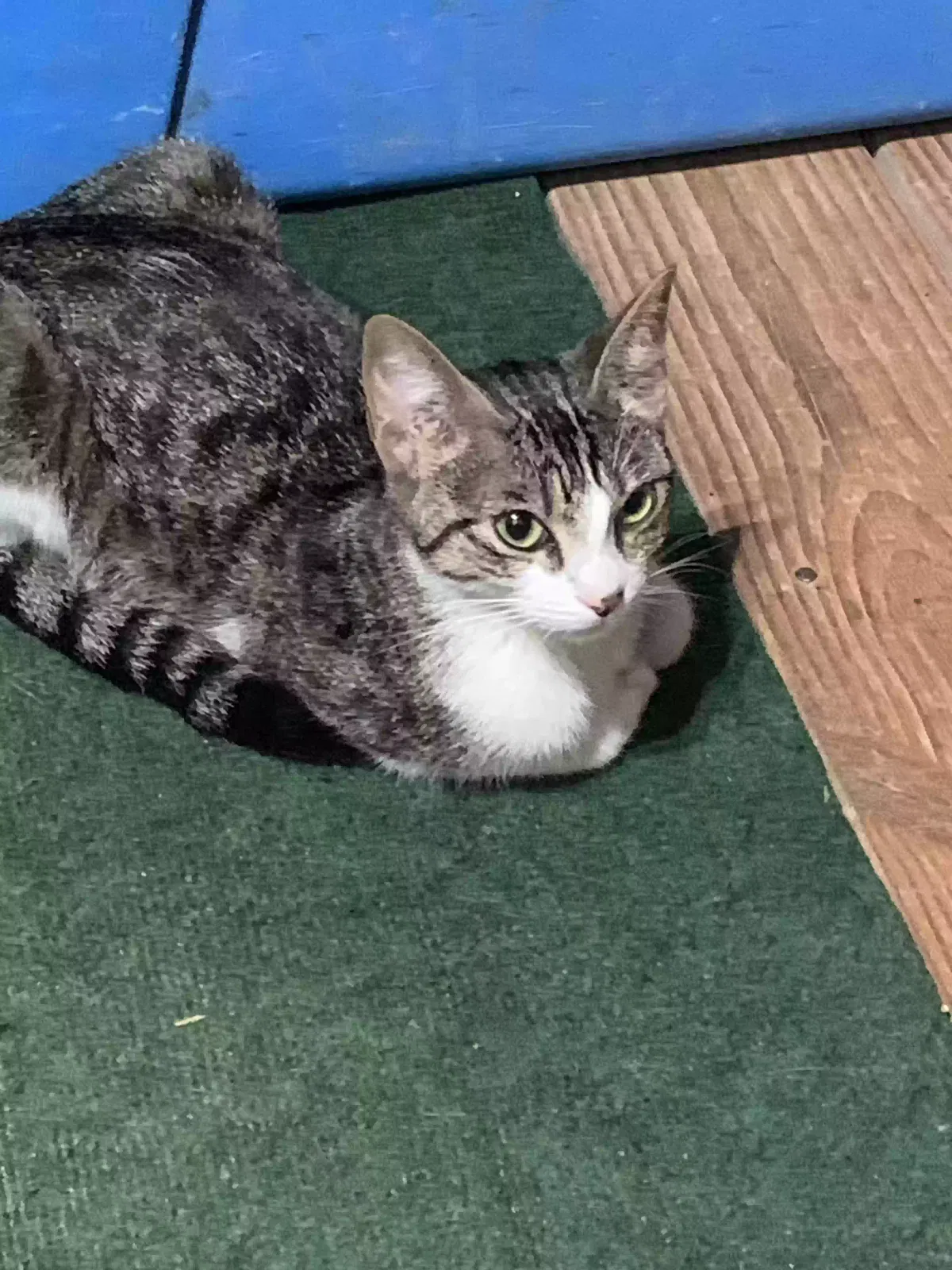Found cat in Florence, MS, 39073