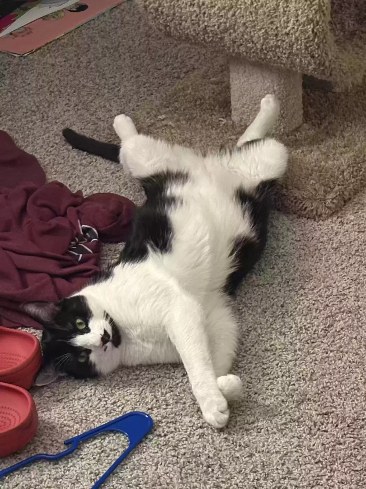 Lost cat in Athens, GA, 30606
