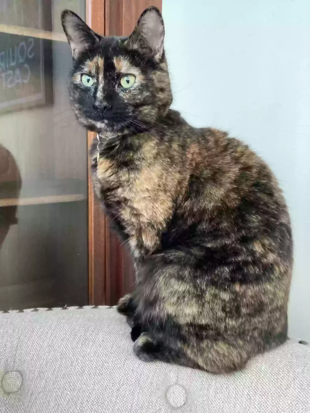 Lost cat in Cleveland, OH, 44118