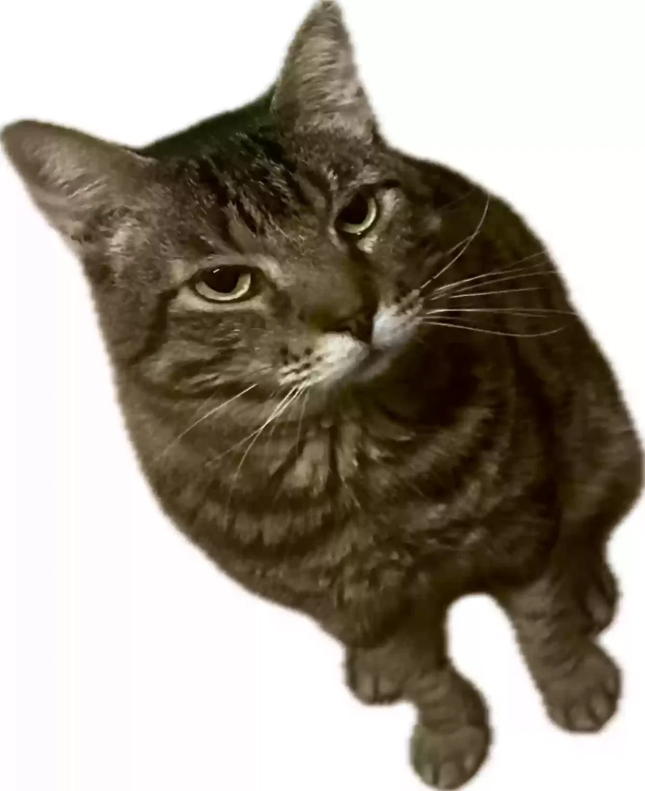 Lost cat in Colorado Springs, CO, 80920