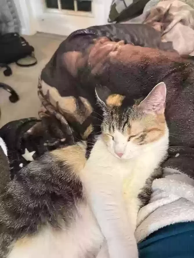 Lost cat in Glen Allen, VA, 23059