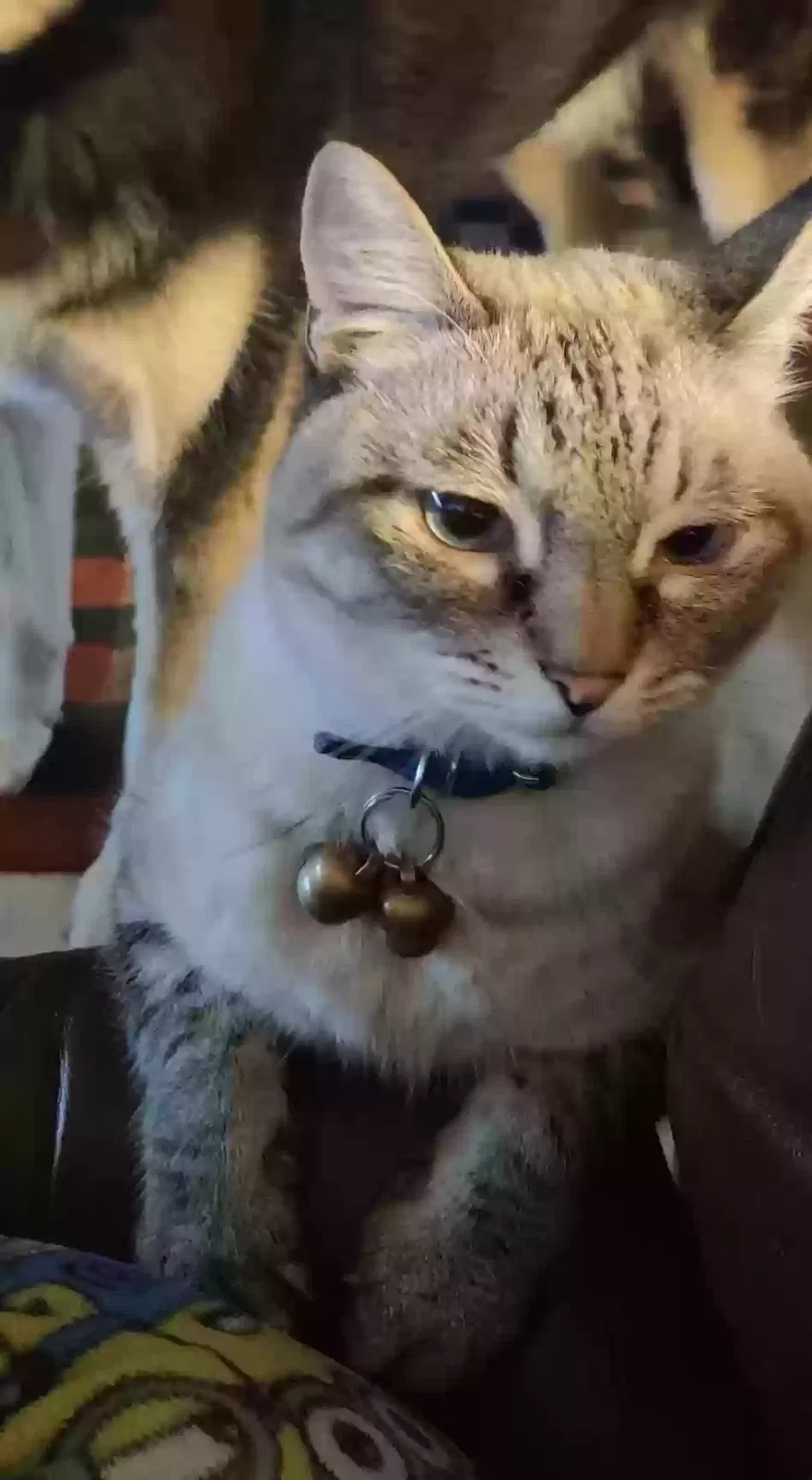 Lost cat in Burleson, TX, 76028