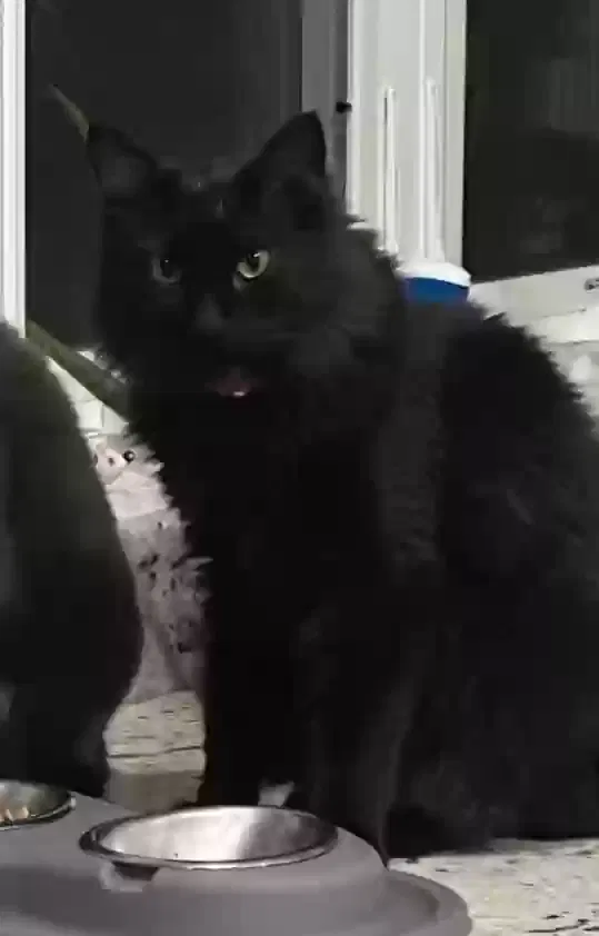 Lost cat in Aurora, IL, 60502