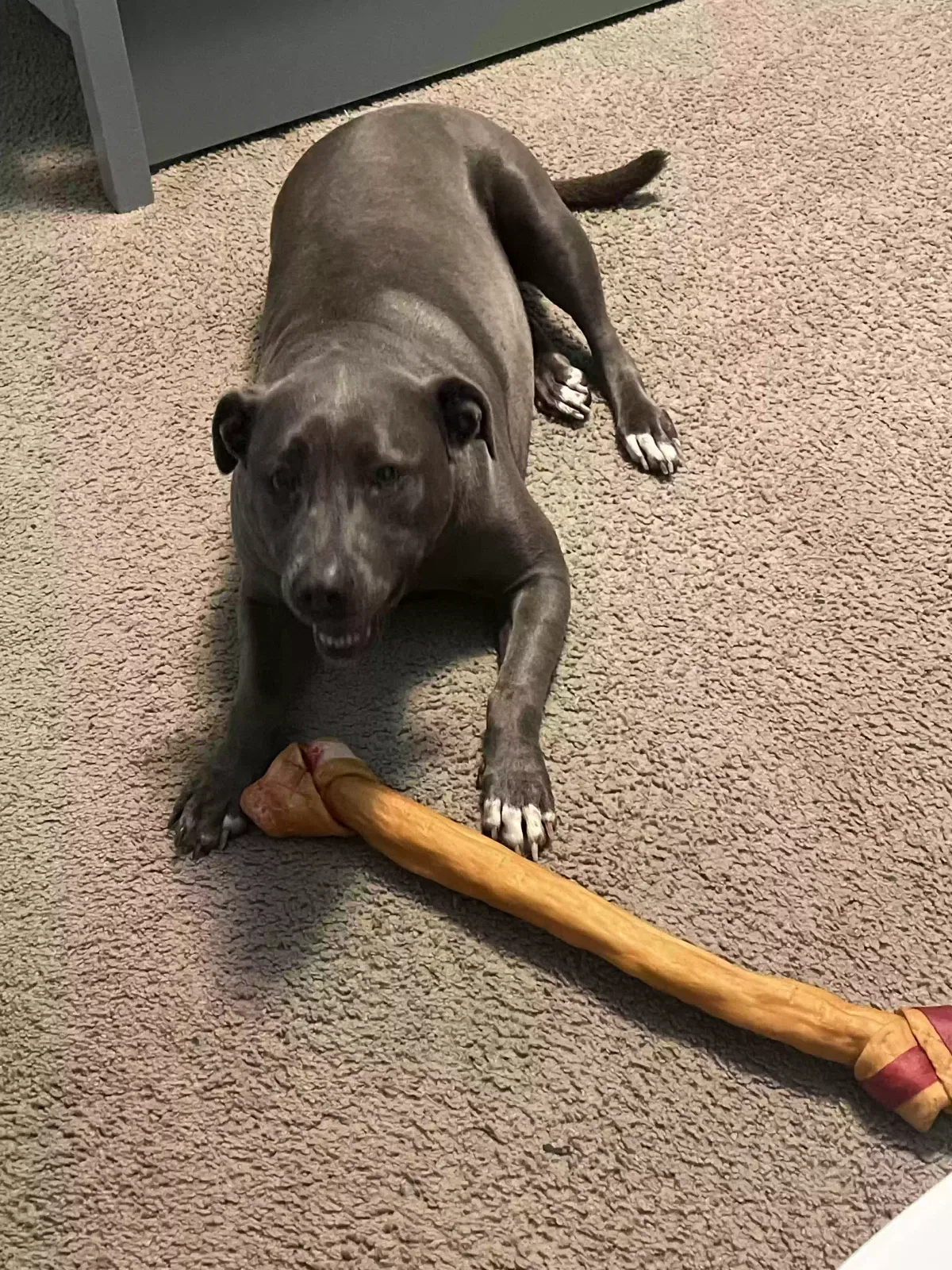Lost dog in Logansport, LA, 71049