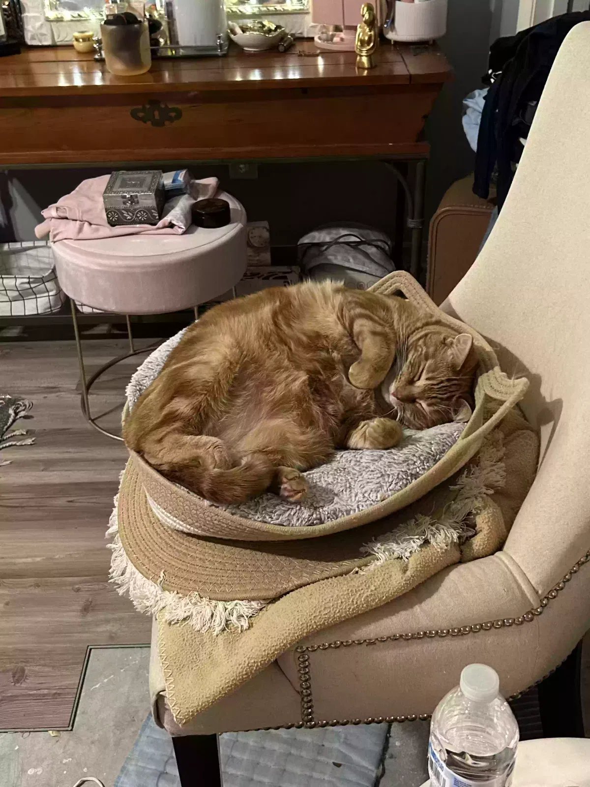 Lost cat in Tampa, FL, 33647