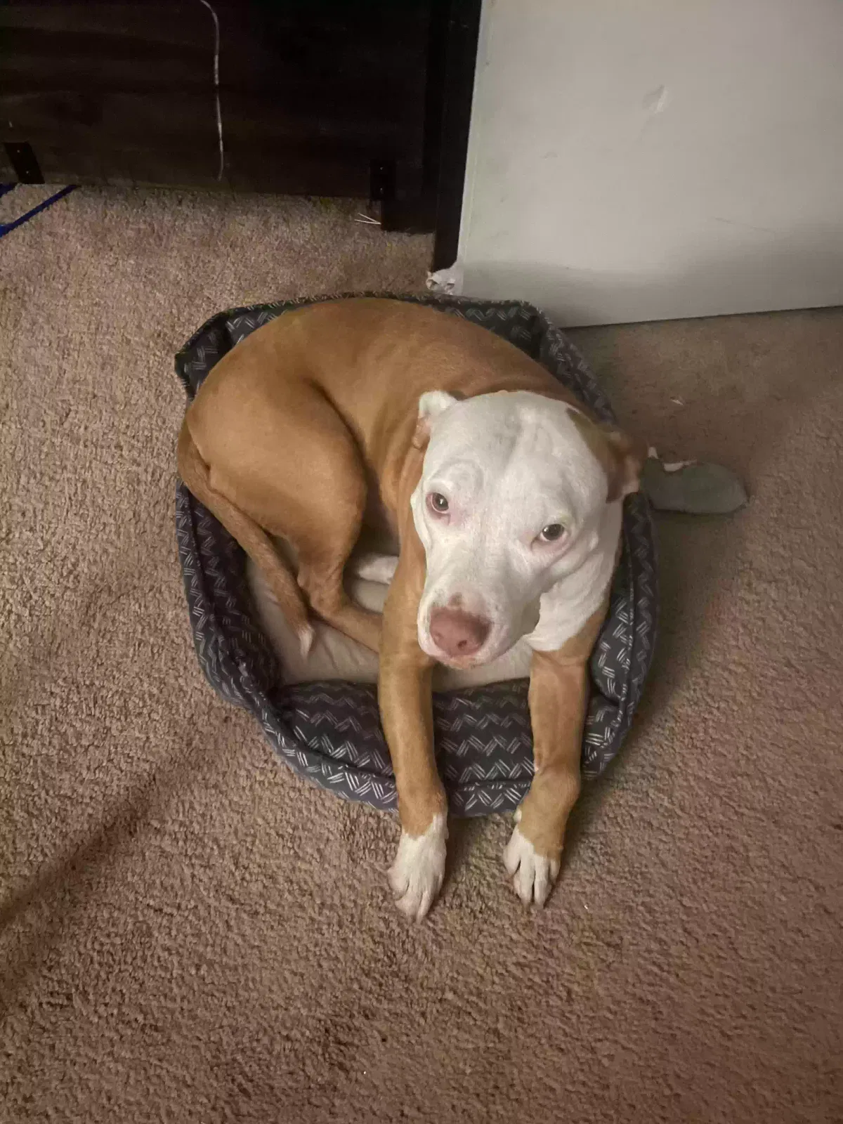 Lost dog in Spring, TX, 77389