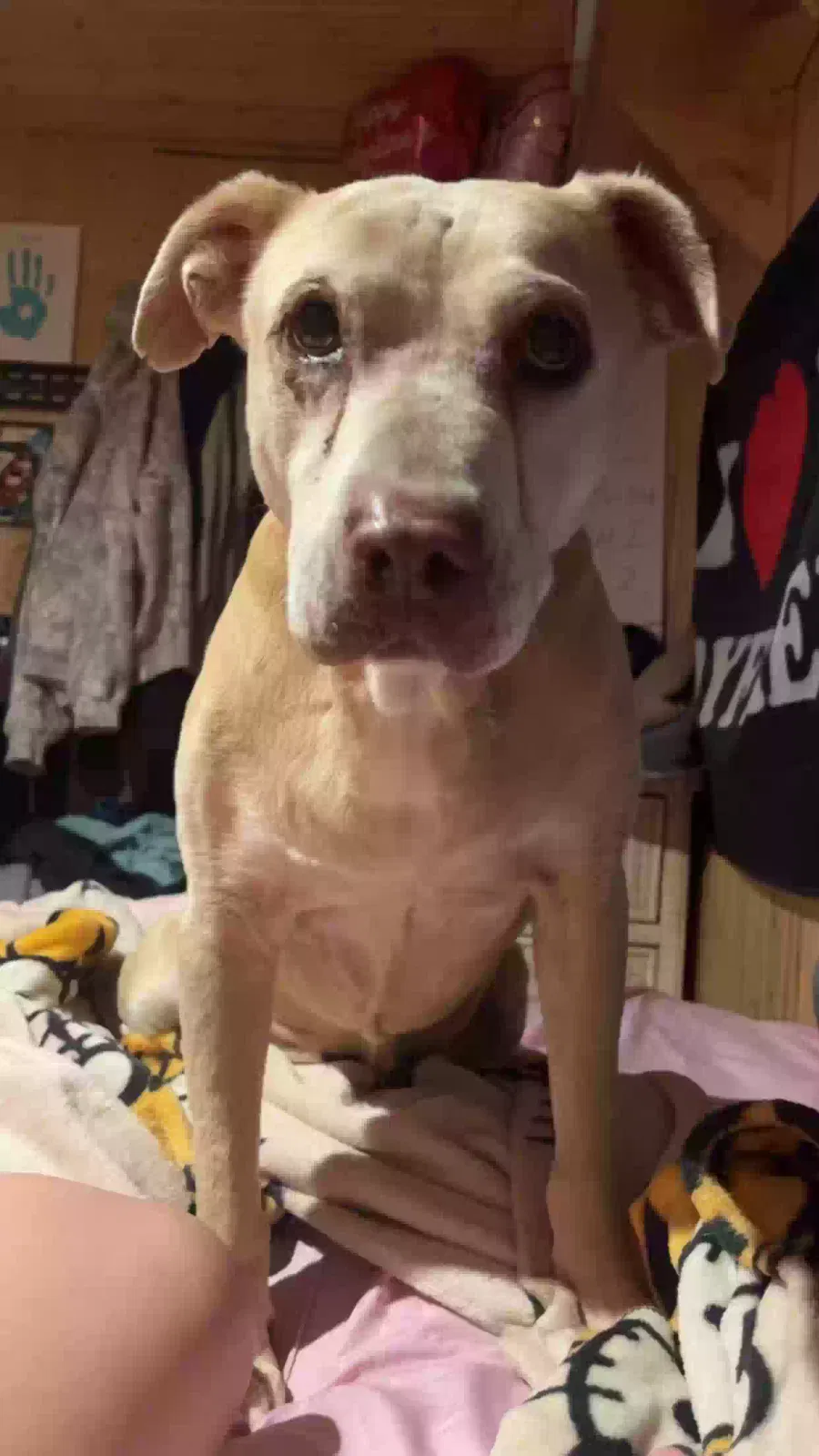 Lost dog in Portland, TN, 37148