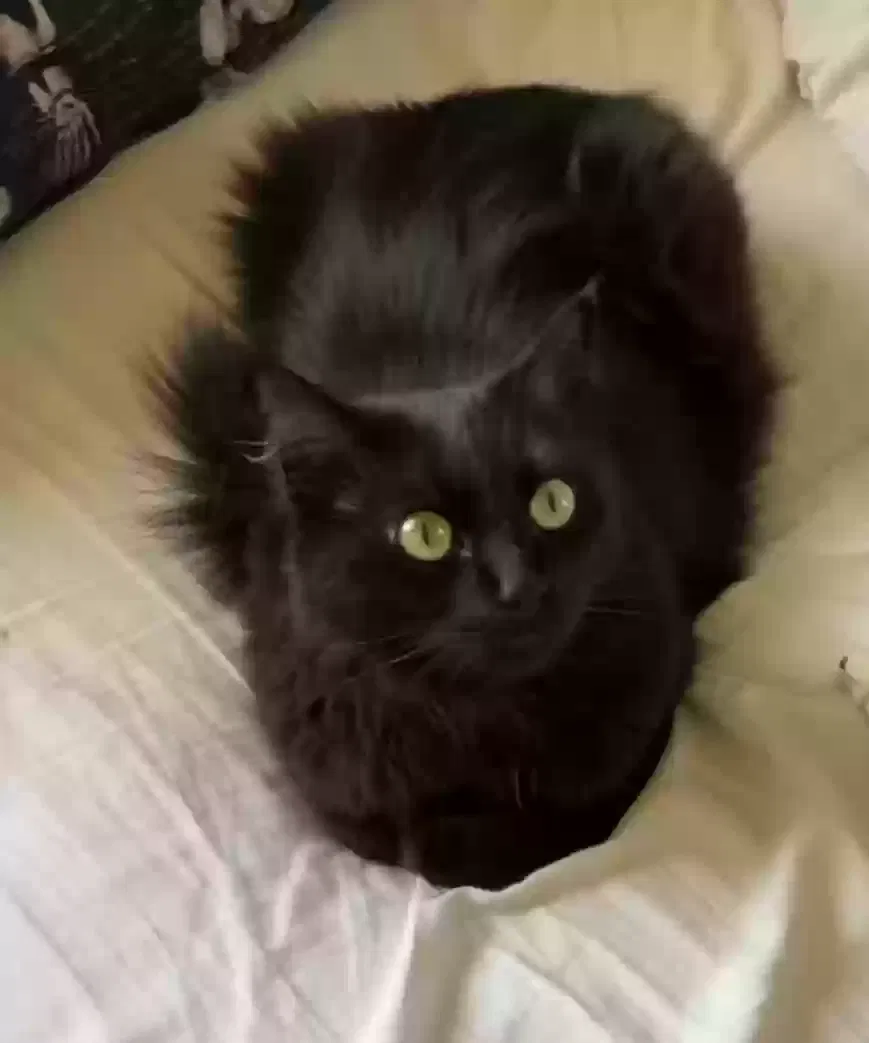Lost cat in Salem, OR, 97301