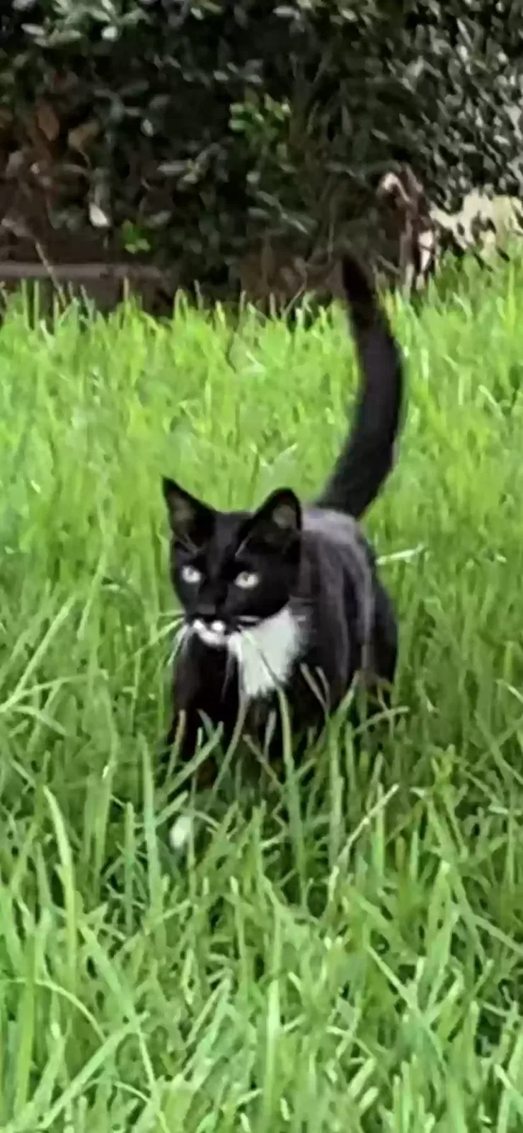 Lost cat in San Antonio, TX, 78260