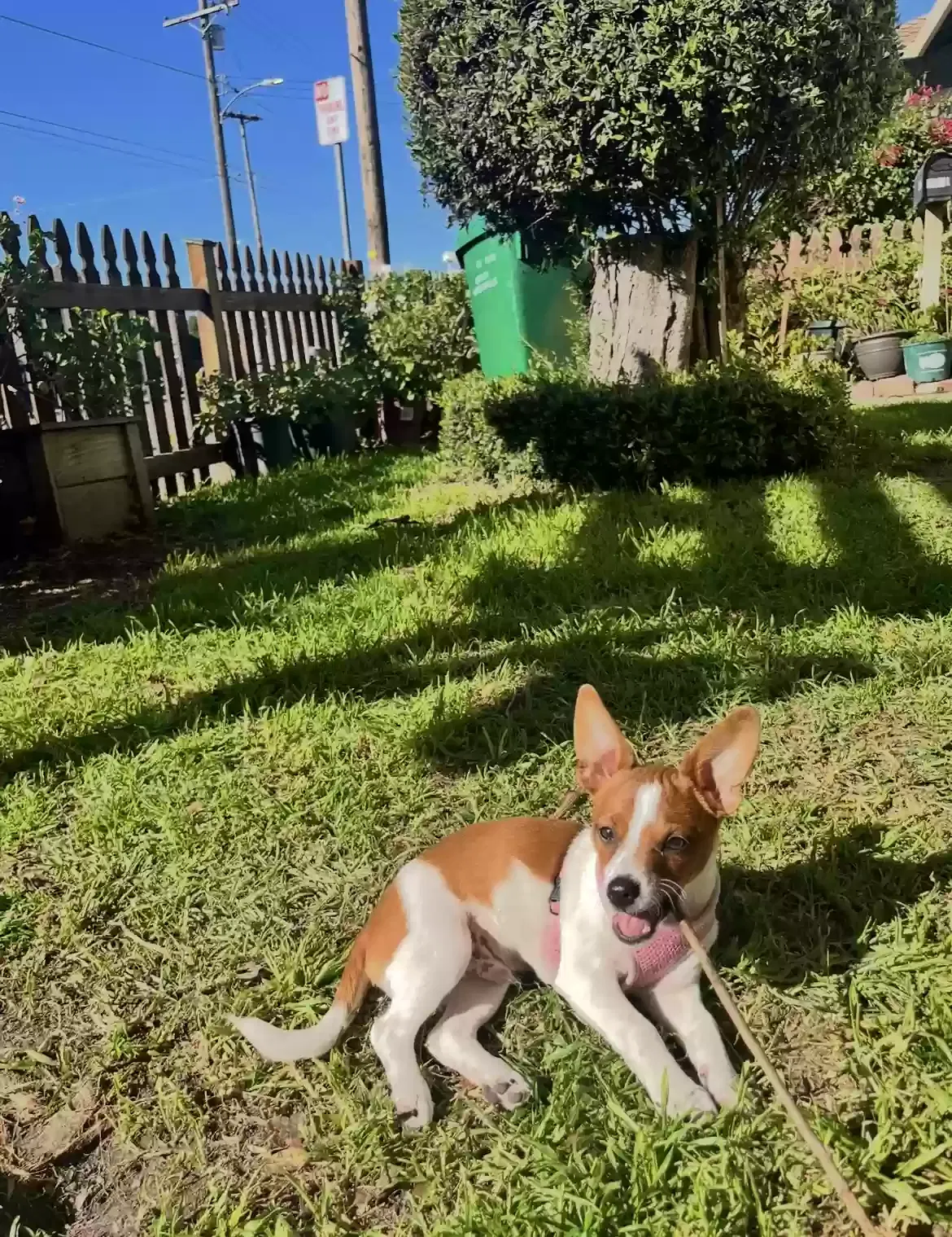 Lost dog in Watsonville, CA, 95076