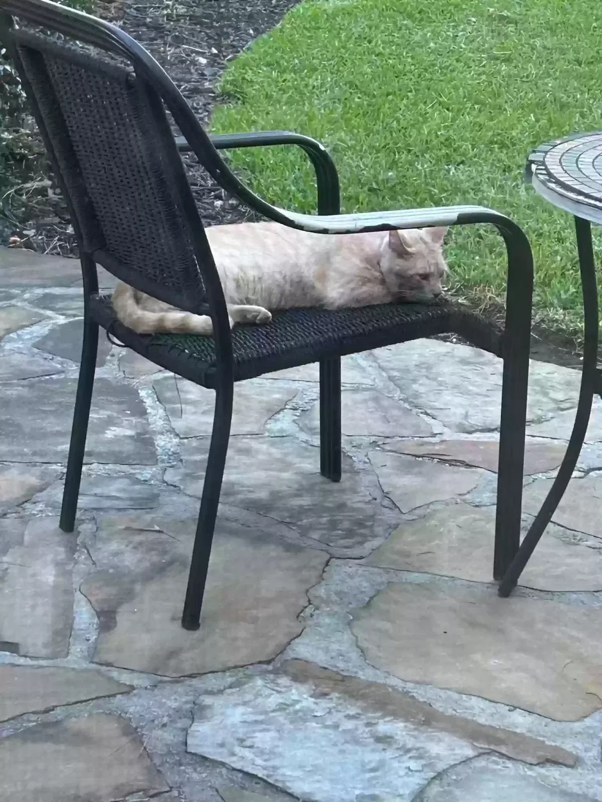 Found cat in Spring, TX, 77379
