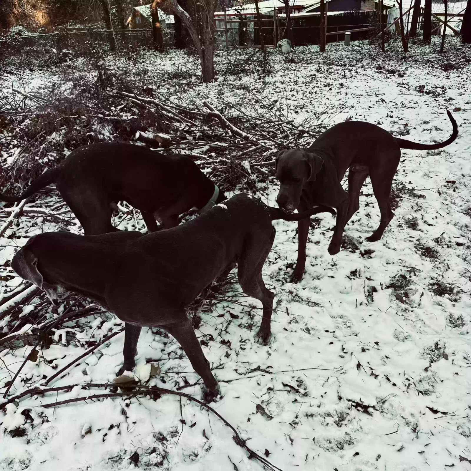 Lost dog in Elgin, SC, 29045
