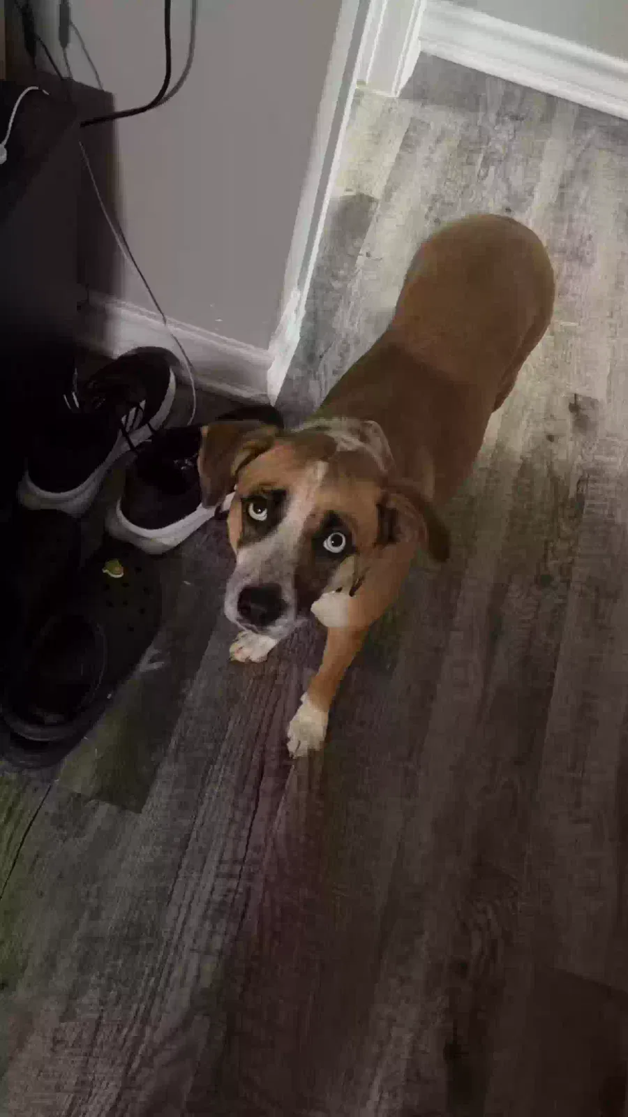 Lost dog in North Richland Hills, TX, 76180