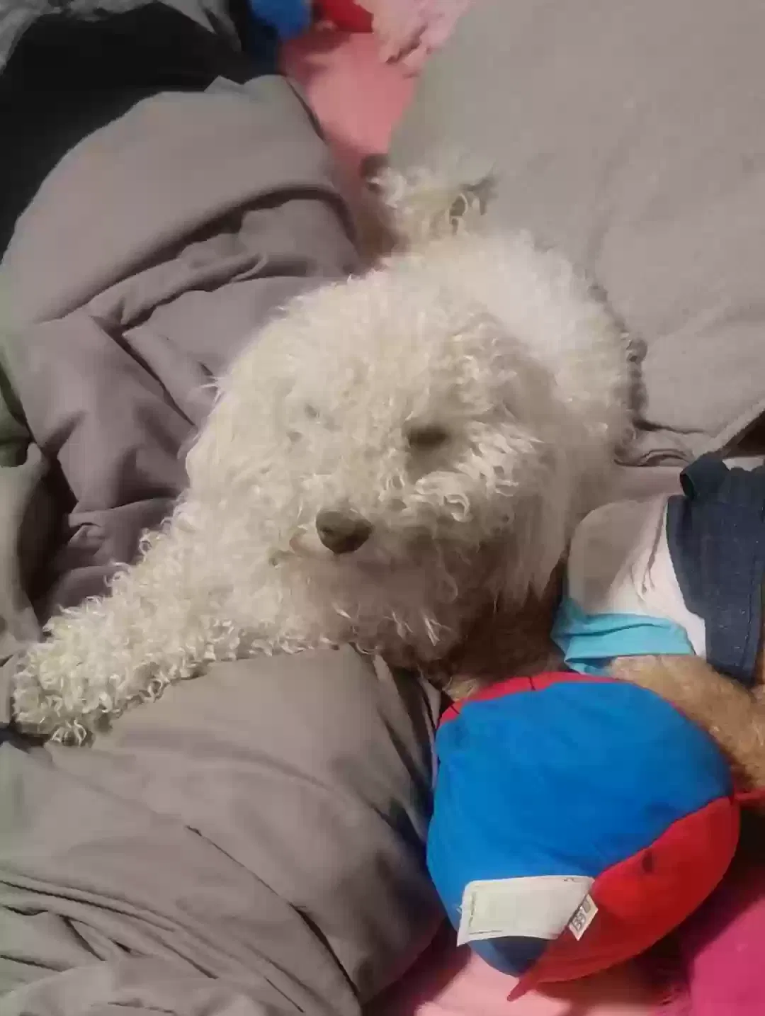 Lost dog in Las Vegas, NV, 89117