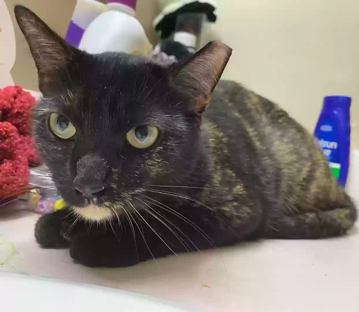Lost cat in East Palestine, OH, 44413