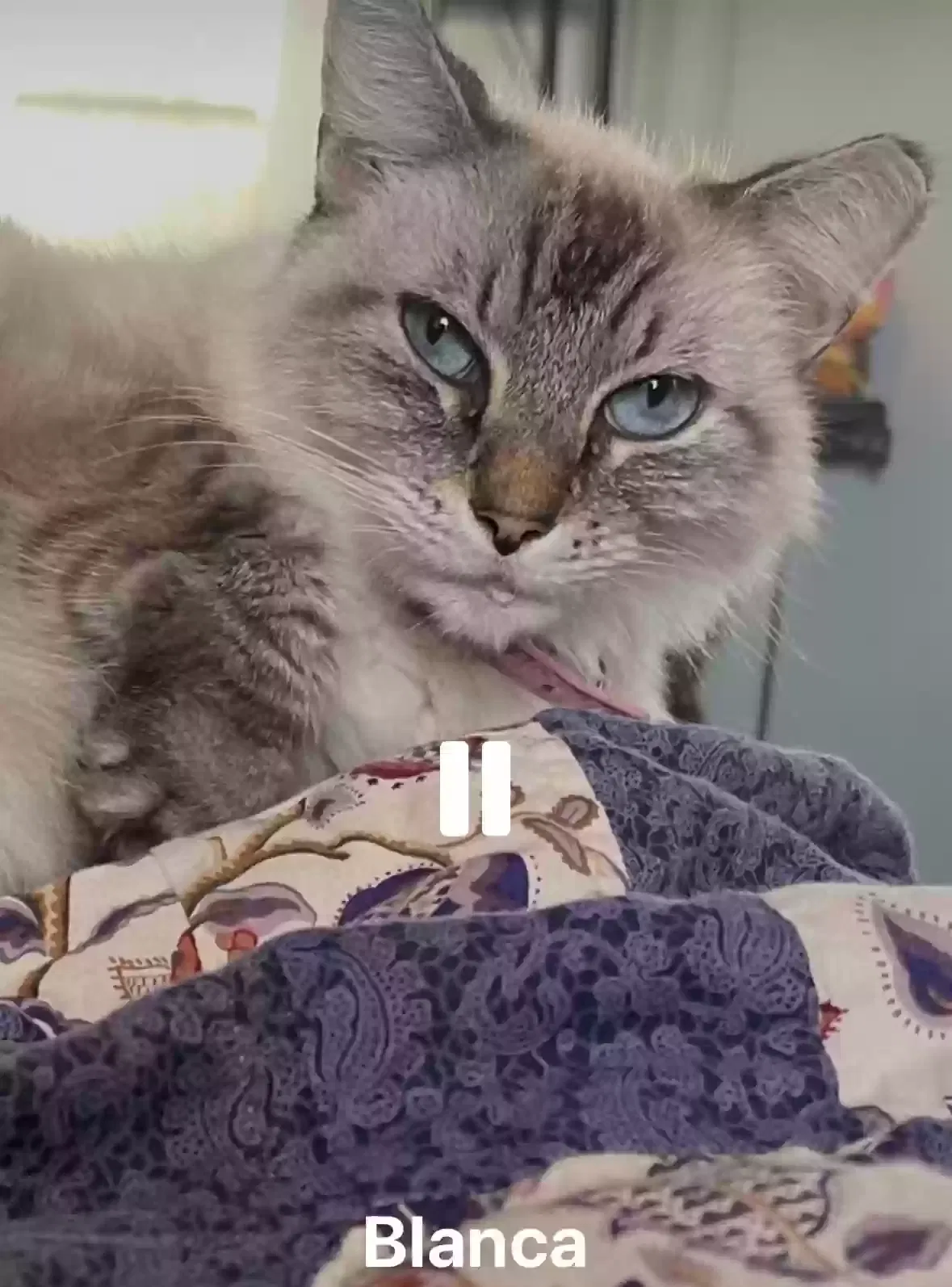 Lost cat in Port Orange, FL, 32127
