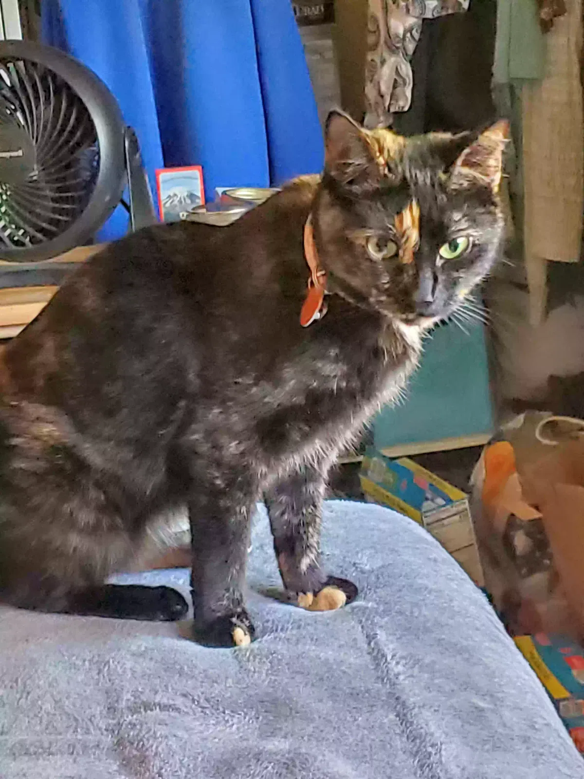 Lost cat in Steilacoom, WA, 98388