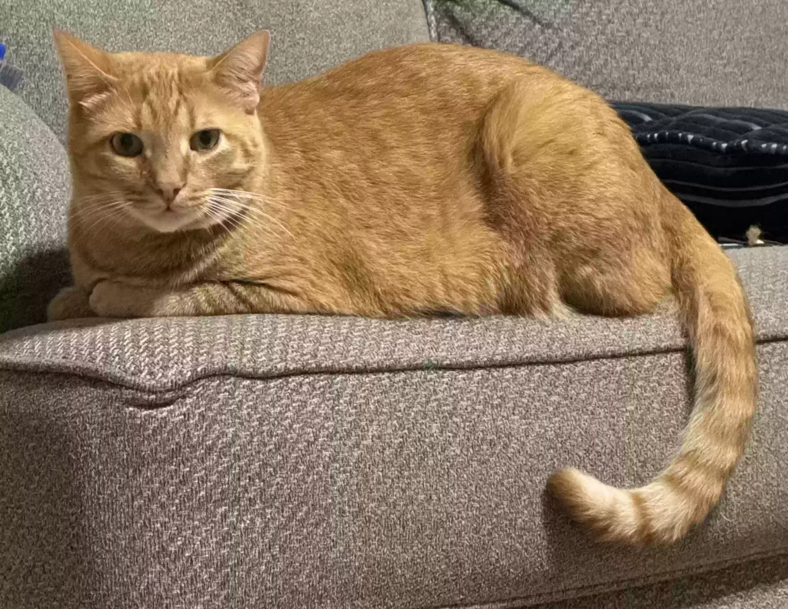 Lost cat in Crestwood, KY, 40014