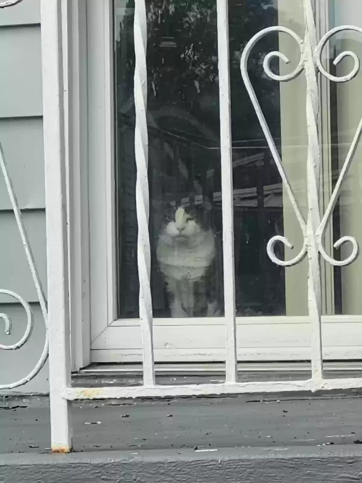 Lost cat in Stockdale, PA, 15483