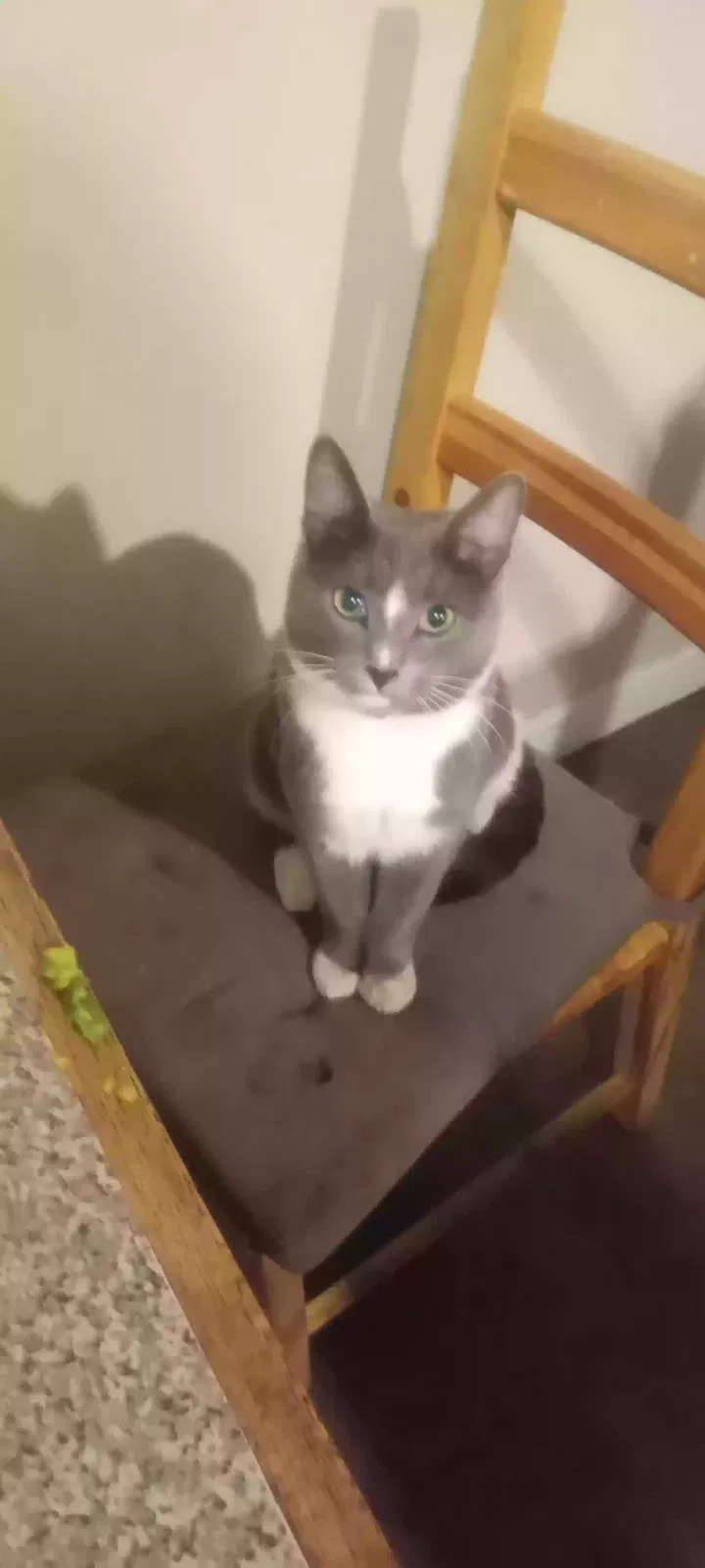Lost cat in Oakland, CA, 94602