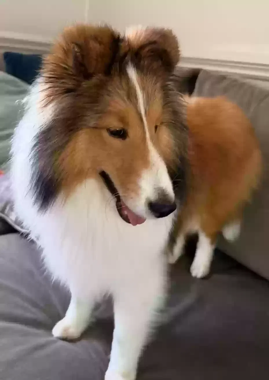 Lost dog in Sophia, NC, 27350