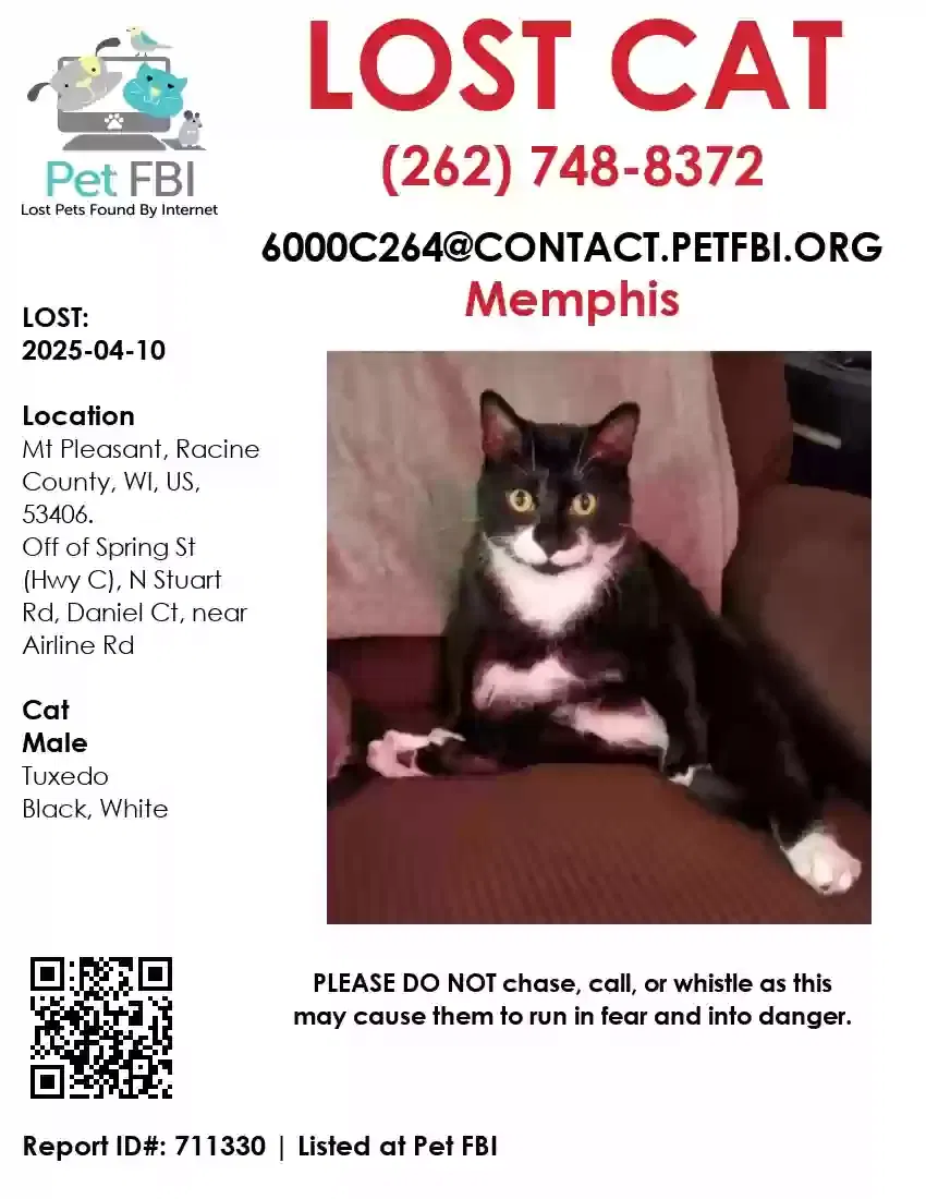Lost cat in Racine, WI, 53406