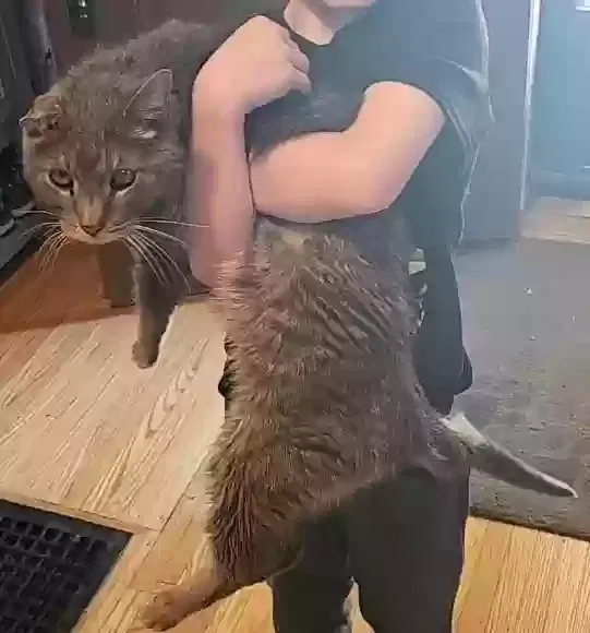 Lost cat in Indianapolis, IN, 46205