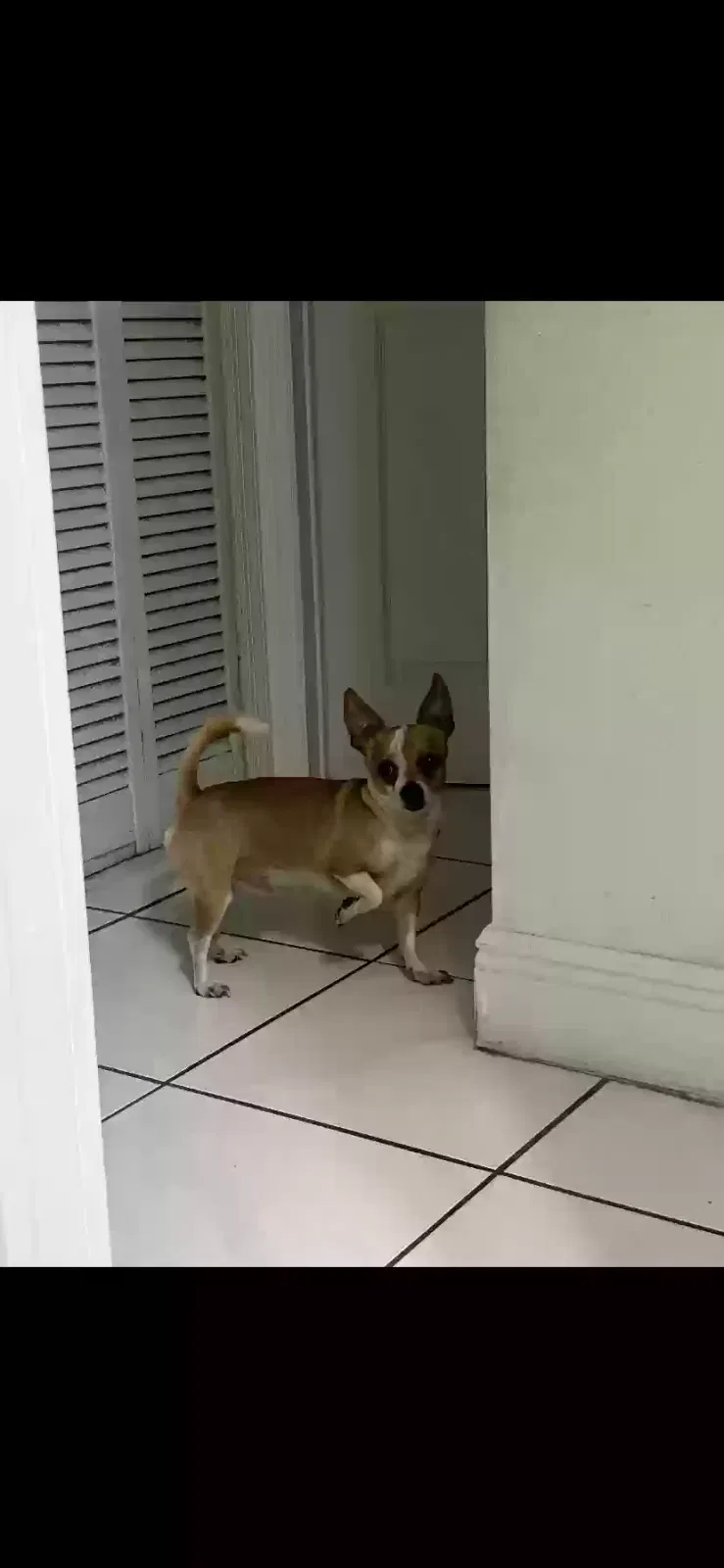 Lost dog in Miami, FL, 33125