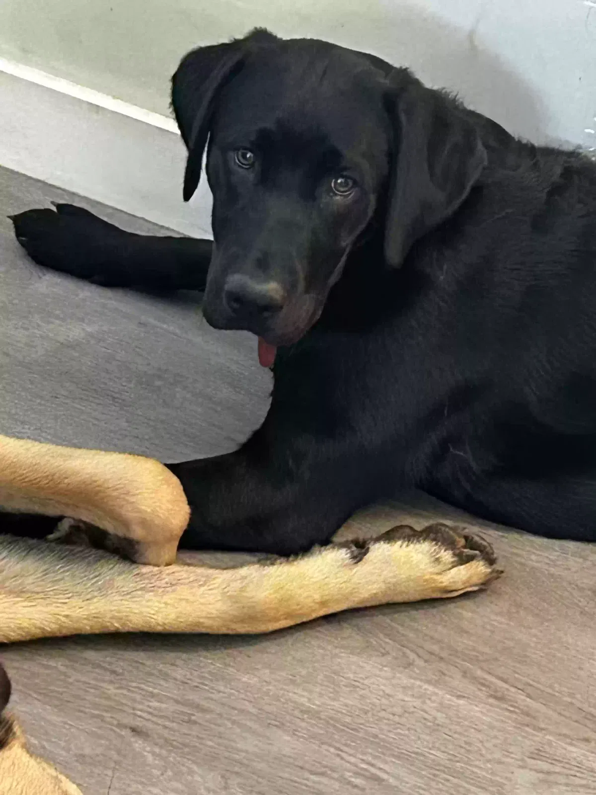 Lost dog in Cowpens, SC, 29330